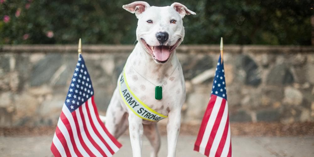 How dogs can help combat veterans