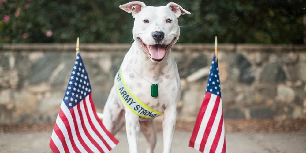 How Dogs Can Help Combat Veterans