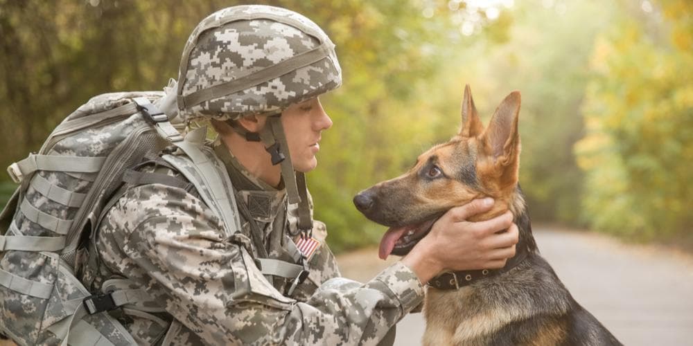 How dogs can help combat veterans