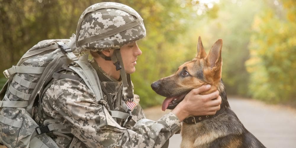 How Dogs Can Help Combat Veterans