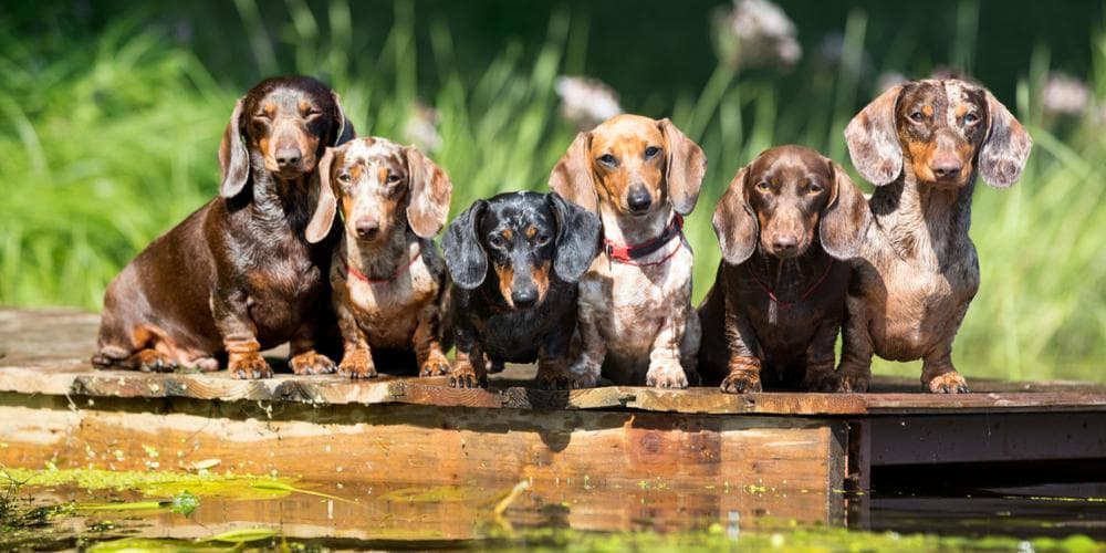 Why We Need Our Dachshunds – And Vice Versa