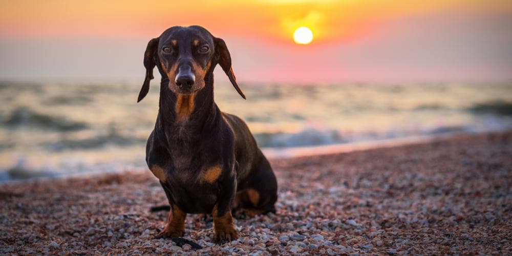 Why we need our dachshunds