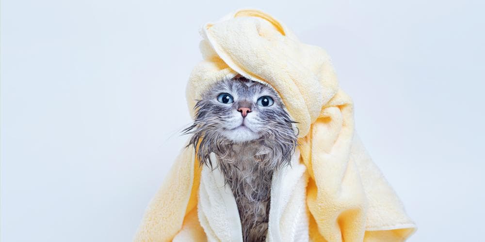 How to give your cat a bath at home