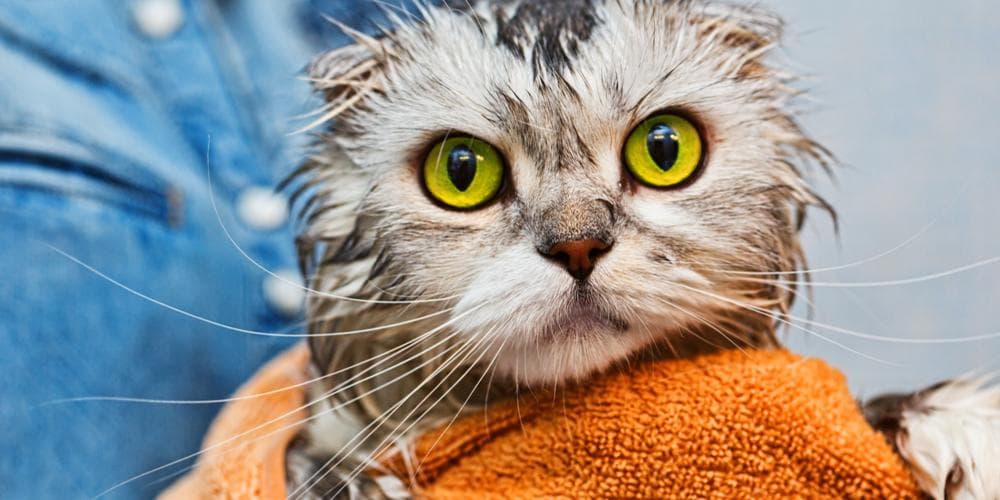 How to give your cat a bath at home