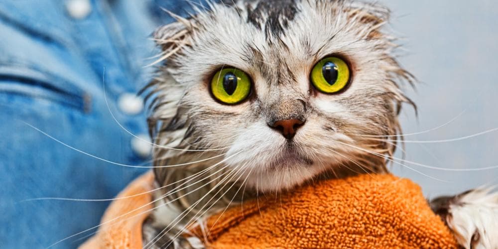 How to Give Your Cat a Bath at Home