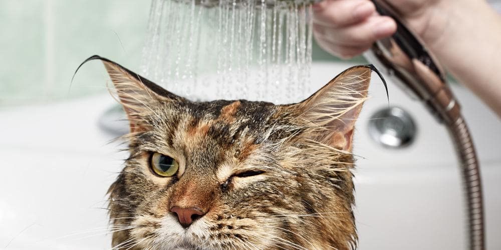 How to Give Your Cat a Bath at Home