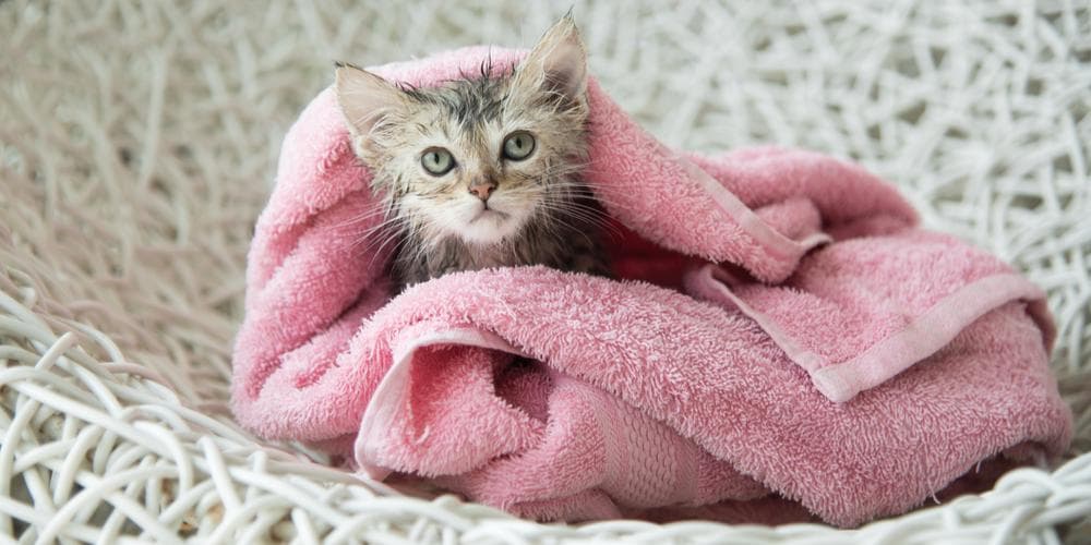 How to give your cat a bath at home