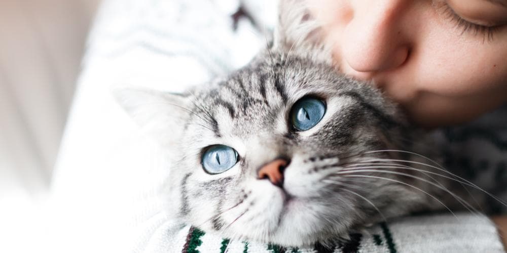 10 signs of a happy cat