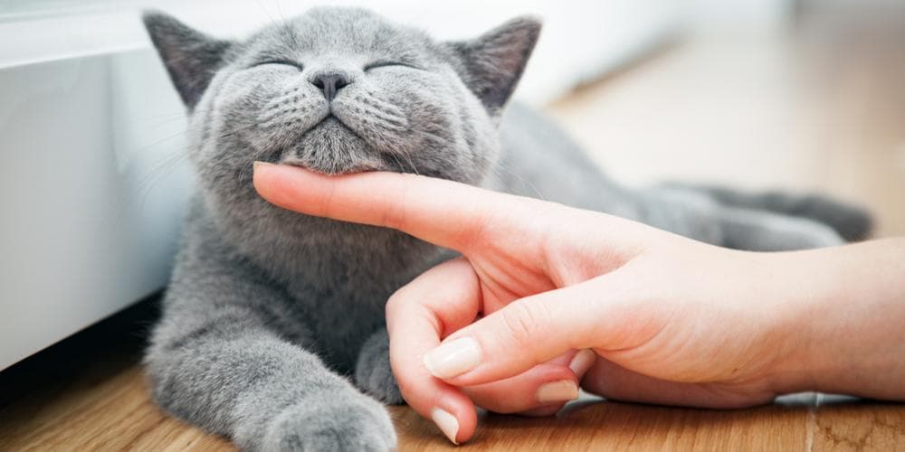 10 signs of a happy cat