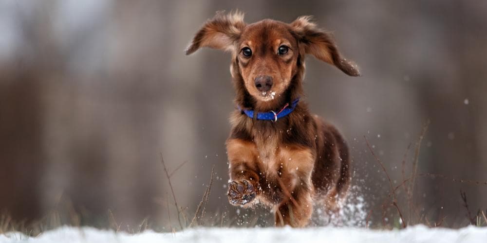 How to protect your dachshund from freezing winter