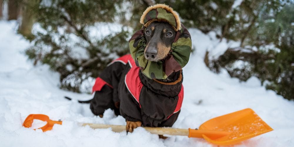 How to Protect your Dachshund from Freezing Winter