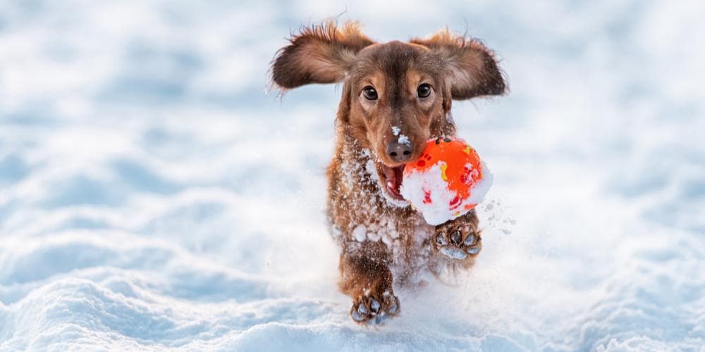 How to protect your dachshund from freezing winter