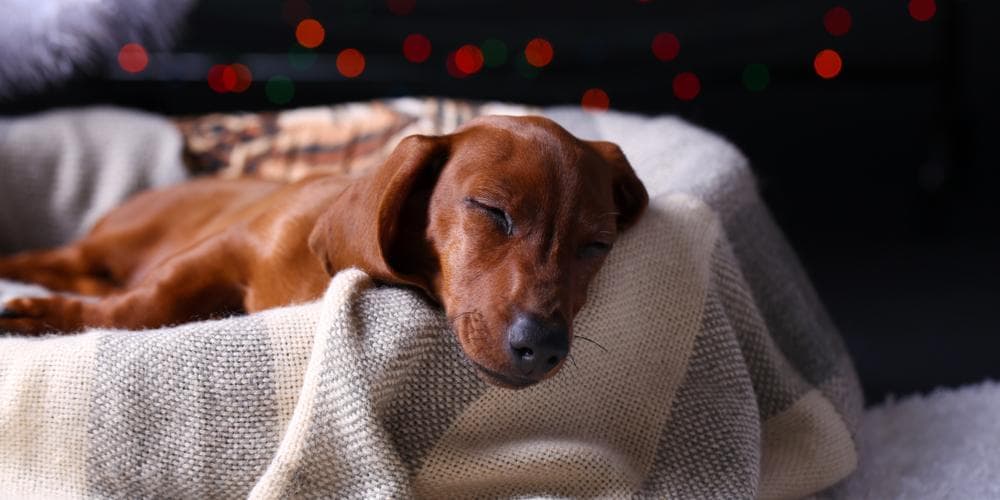 How to protect your dachshund from freezing winter