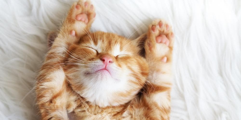 Why Do Cats Sleep So Much?