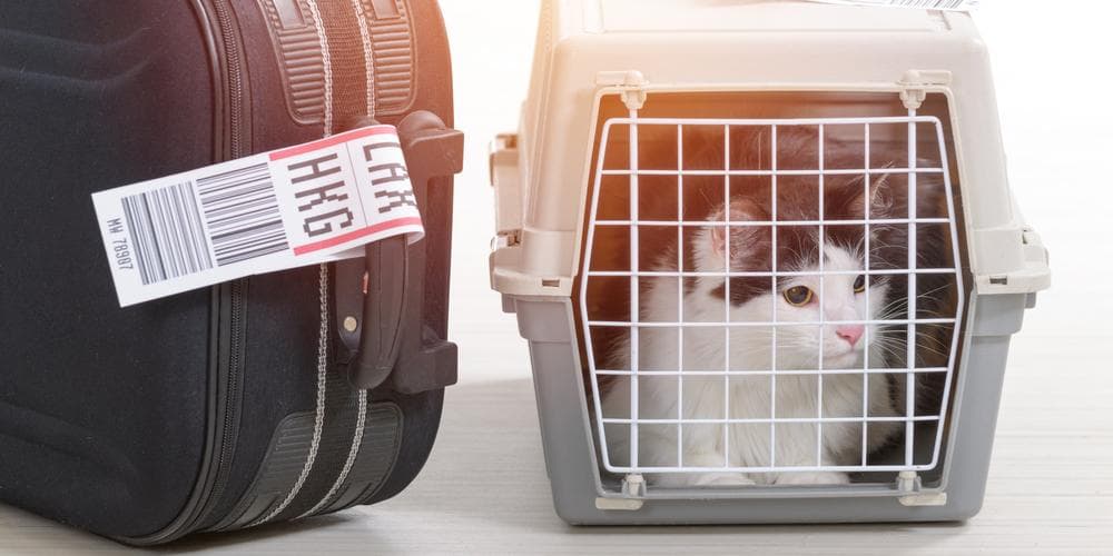 Cat carrier luggage