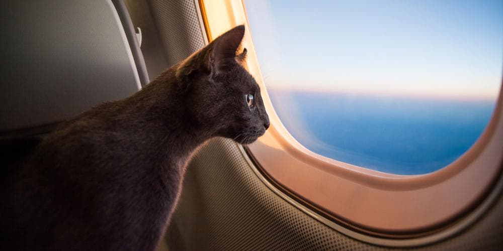 Cat looking out from plane window