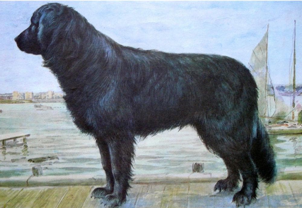 Moscow Water Dog