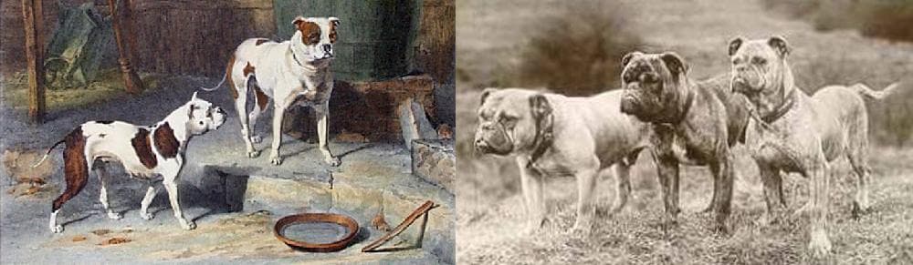 Old english bulldogs