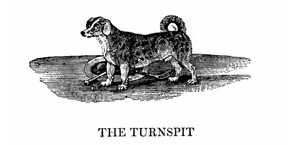 Turnspit dog