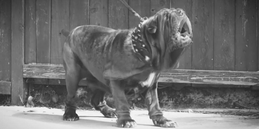 Molossus extinct dog breed