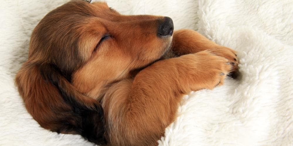 Sleeping dachshund cute