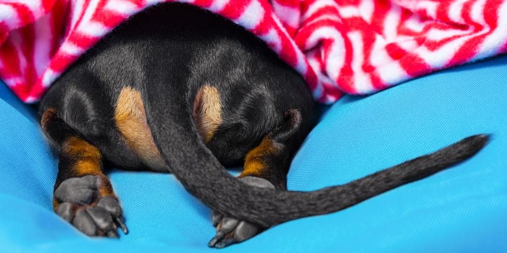 Sleeping dachshund back