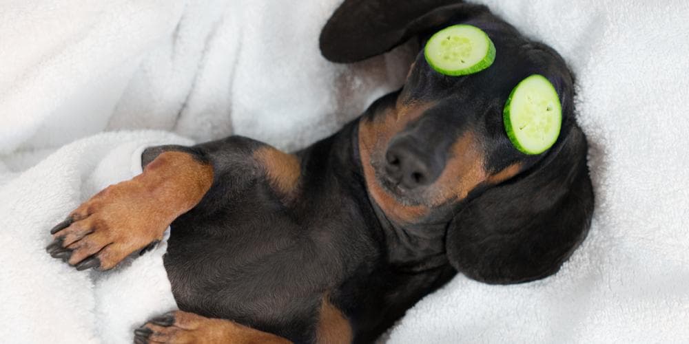 Sleeping Dachshund Relaxed