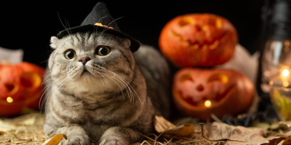 Cat Halloween