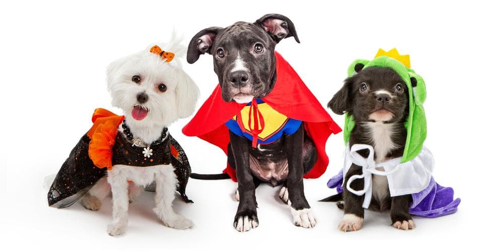 Top 10 Dog Halloween Costumes!