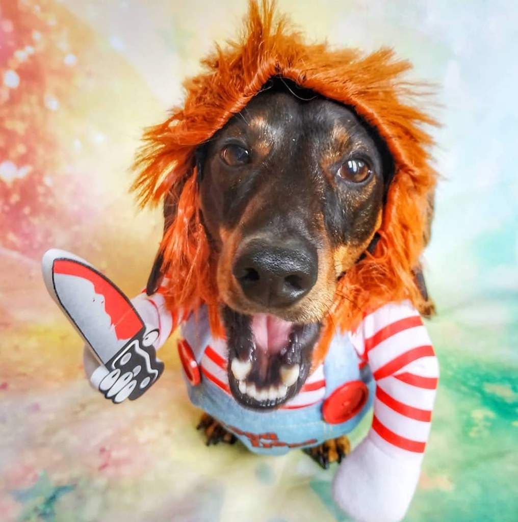 Top 10 Dog Halloween Costumes!