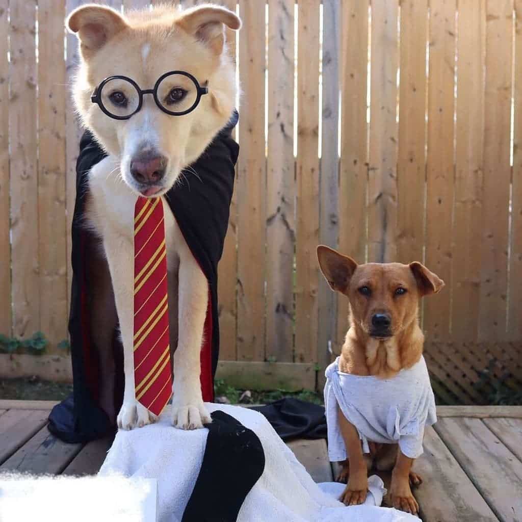 Dog Halloween