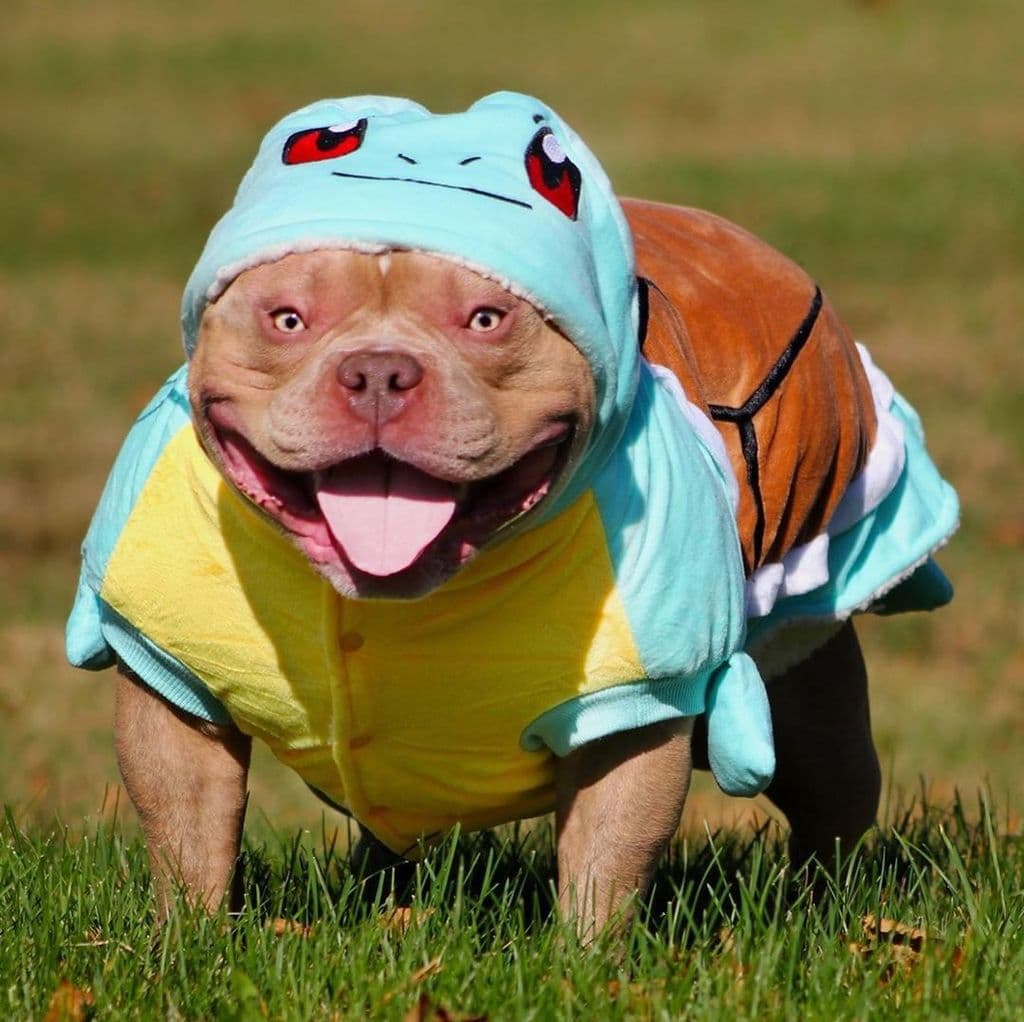 Top 10 Dog Halloween Costumes!