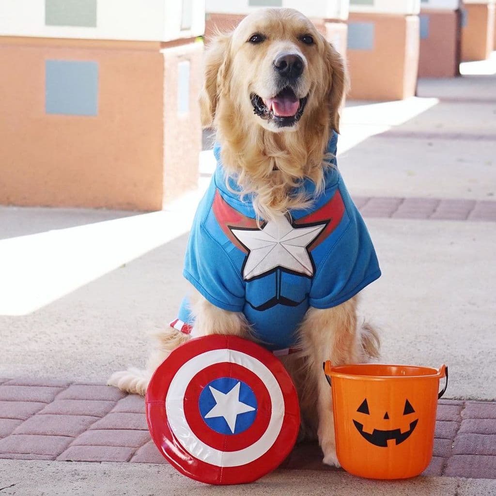 Dog Halloween