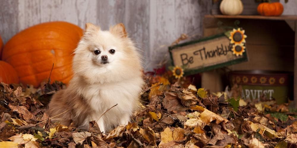 Dog Thanksgiving