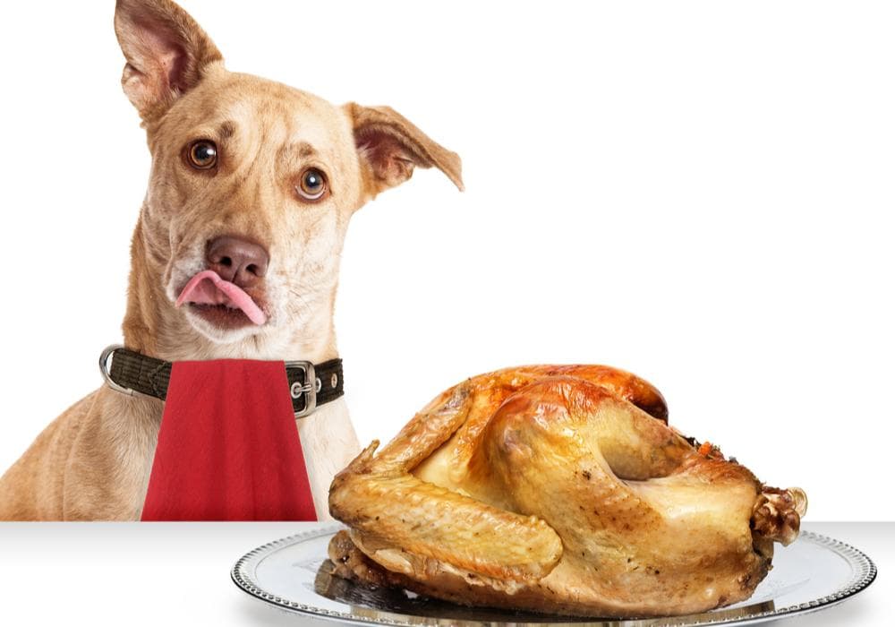 Dog thanksgiving