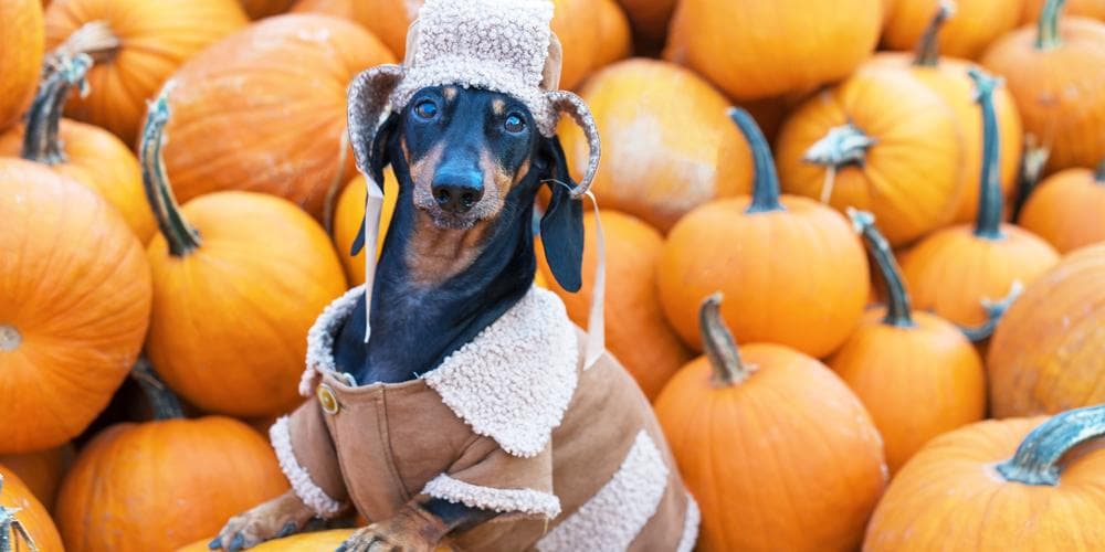 Dachshund thanksgiving