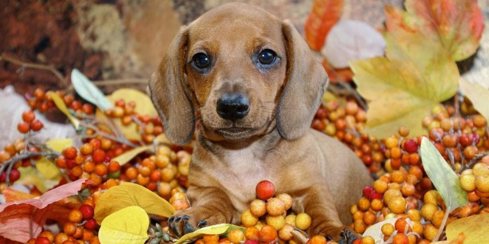 Dachshund thanksgiving