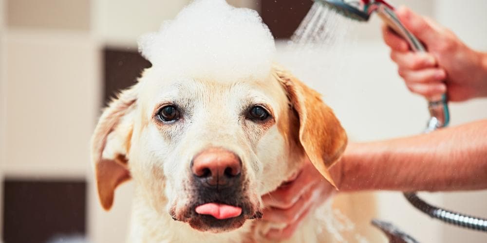Does grooming your dog sound scary
