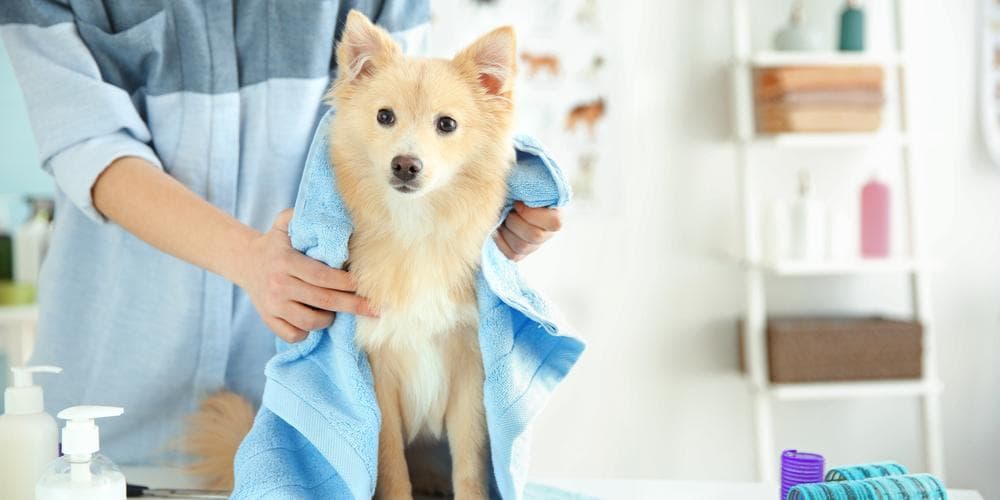 Does grooming your dog sound scary