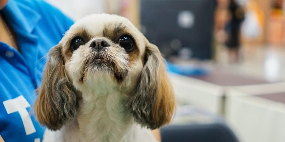 Does grooming your dog sound scary