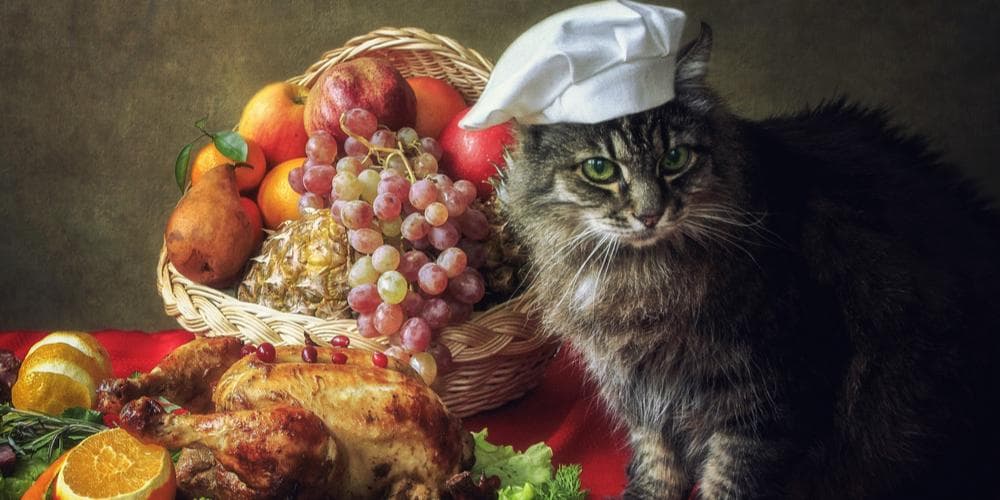 Easy Thanksgiving Recipe for your Cat!