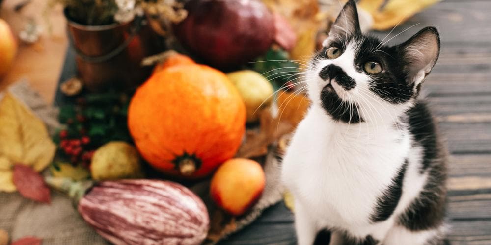 Easy Thanksgiving Recipe for your Cat