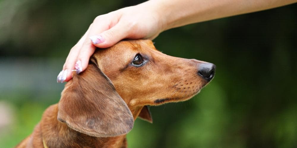 5 reasons why your doxie doesn't do well in training