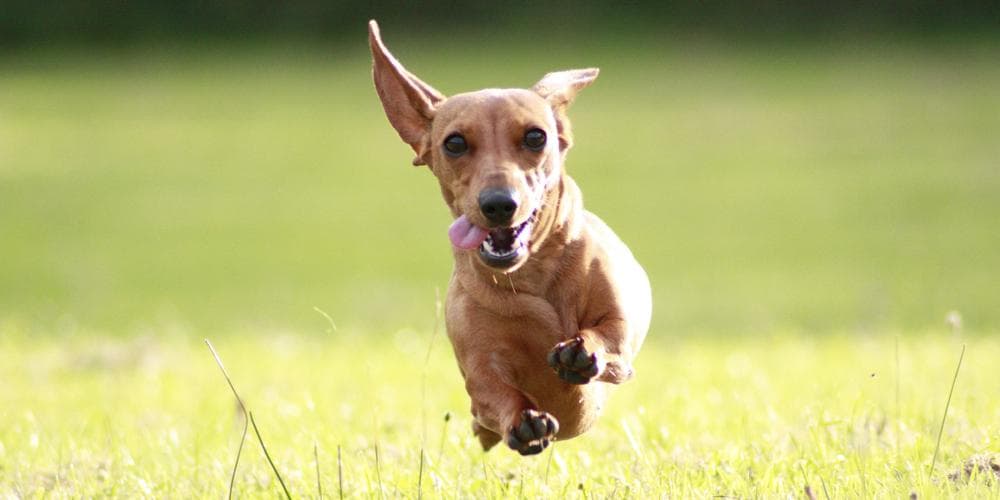 5 reasons why your doxie doesn't do well in training