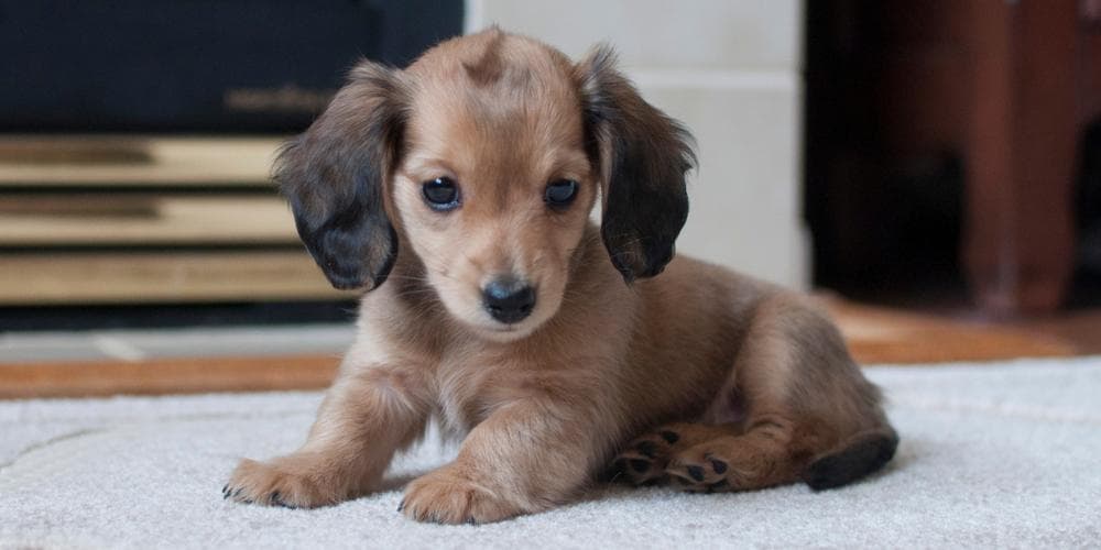 5 Reasons Why Your Doxie Doesn't do Well in Training