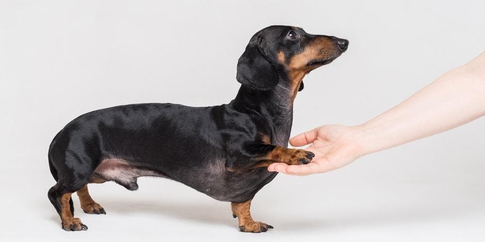 5 reasons why your doxie doesn't do well in training