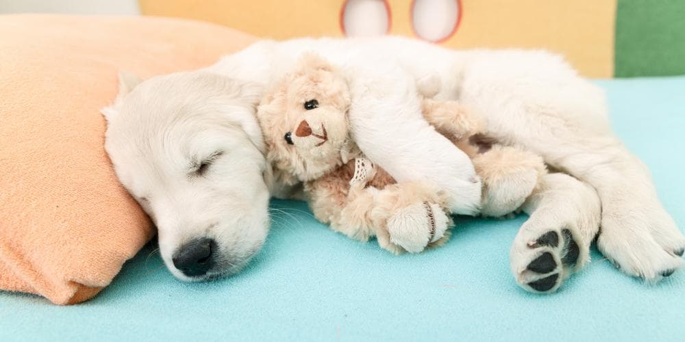 Why Do Dogs Sleep So Much?