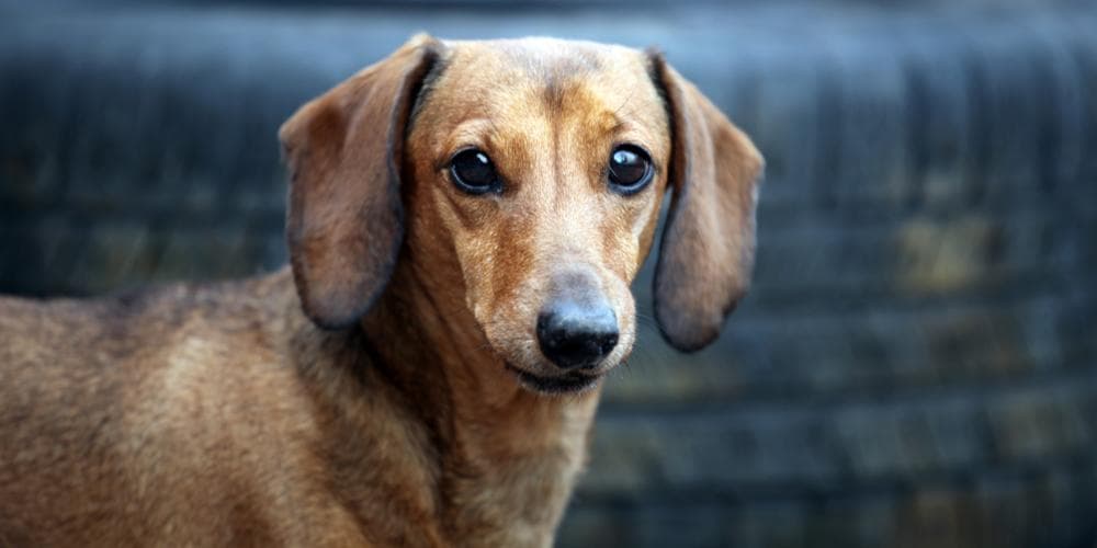 Can Dachshunds Be Service Dogs? Alpha Paw