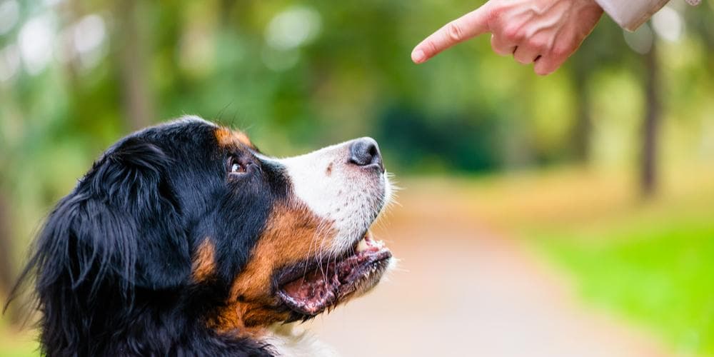 Does your dog disobey you? You might be the problem