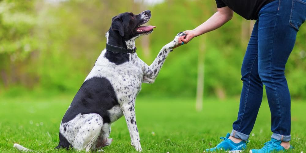 Does your Dog Disobey You? YOU Might Be the Problem